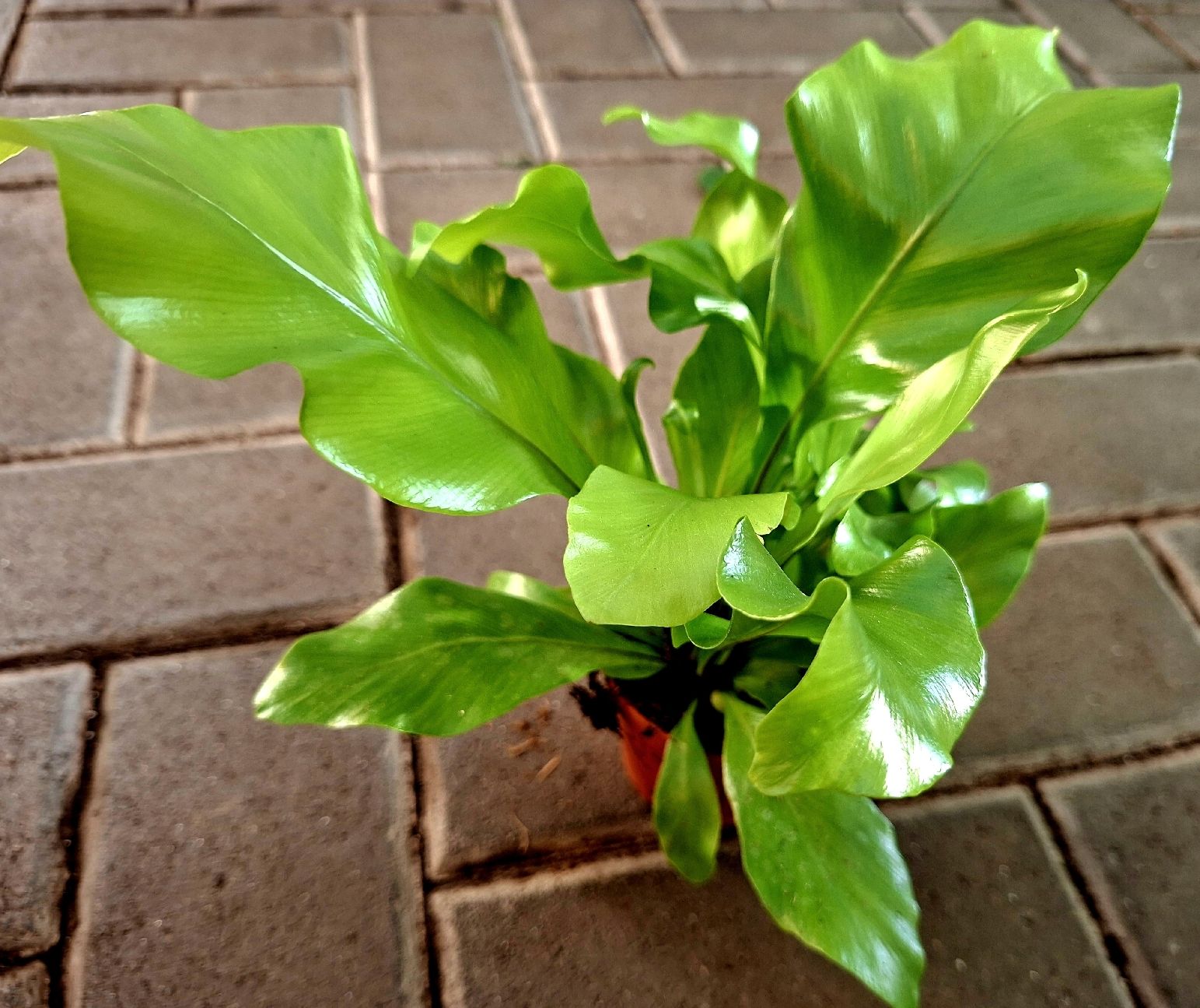 Piante & sementi: Zimmerpflanze: "Asplenium Nidus", H 15 cm – Nuovo e nell'imballaggio originale da Rovio venduto da POSITIFFARTandPLANTS 1