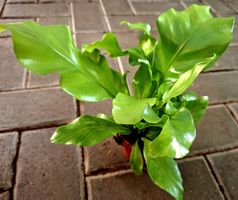 Zimmerpflanze: "Asplenium Nidus", H 15 cm