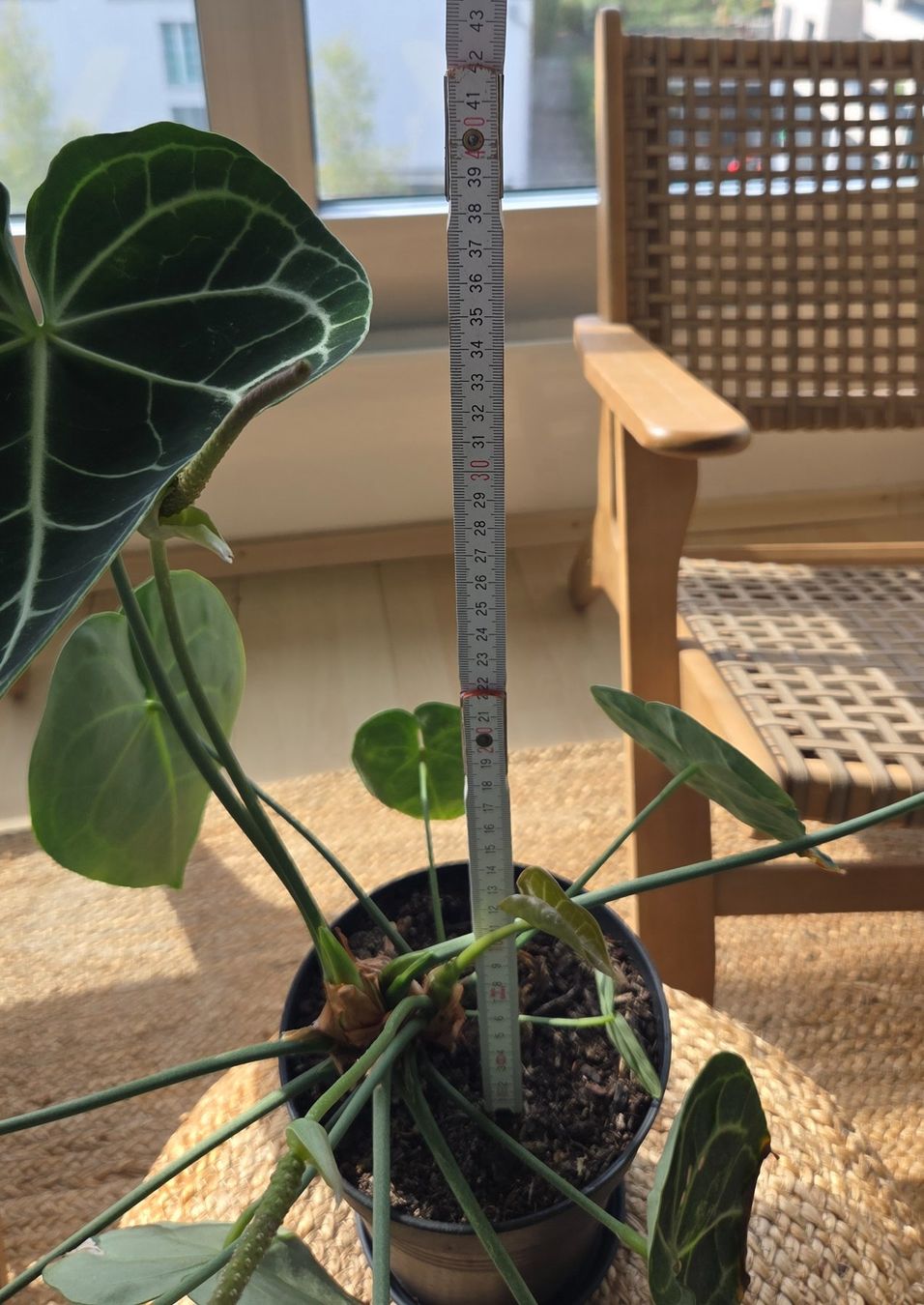 Plantes & graines: Anthurium crystallinum ODER clarinervium (ca. 40cm) – D'occasion à Zürich par wile_coyote 2