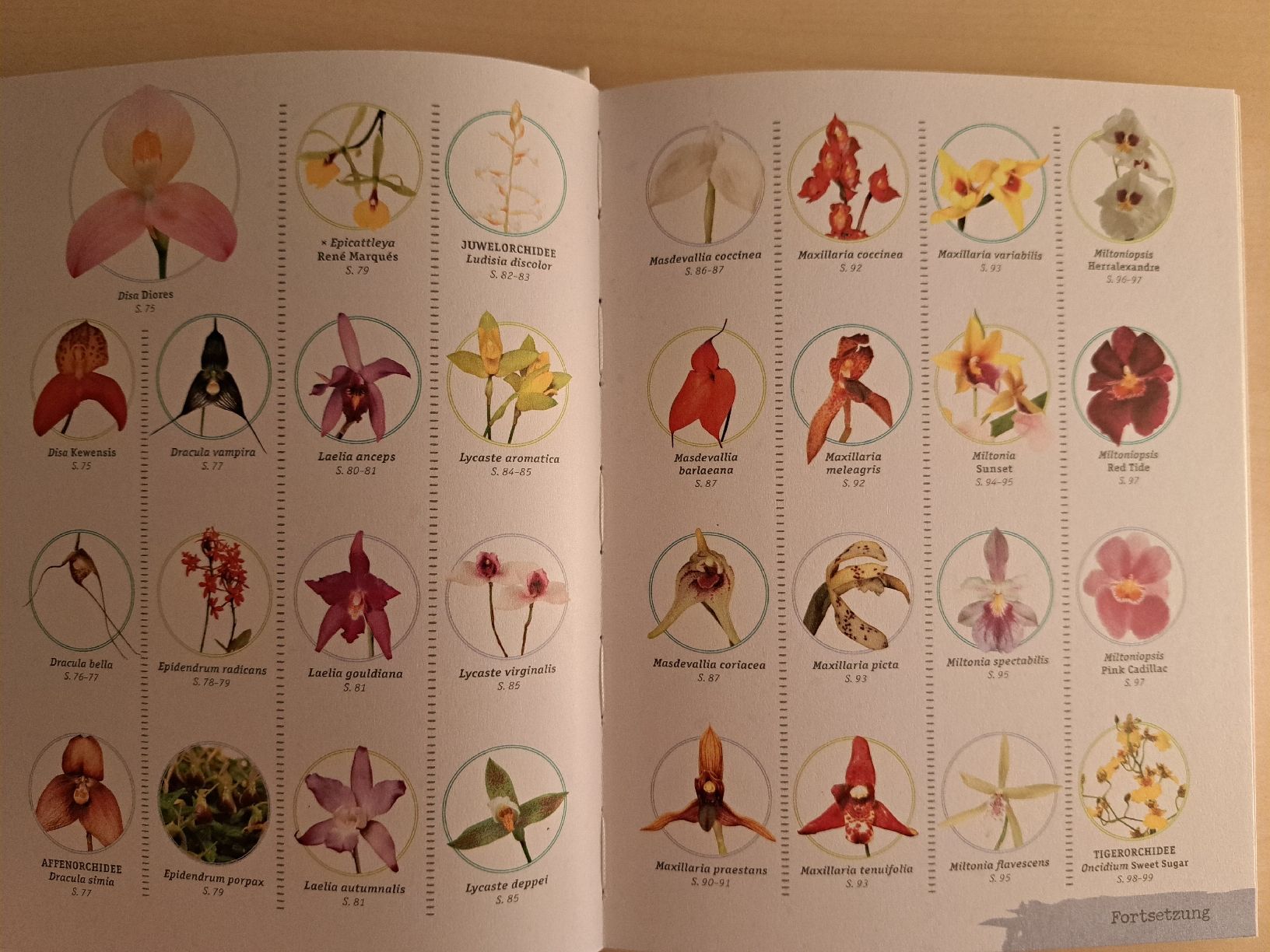 Libri: neu und unbenutzt: Orchideen Buch – Nuovo (secondo la descrizione) da Uzwil venduto da eri_lz5x 2