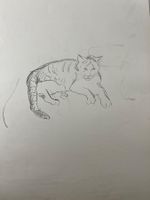 Katze Zeichnung Signiert