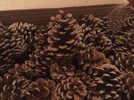 Tannenzapfen Weihnachtsdeko zu Weihnachten, auch für Kranz