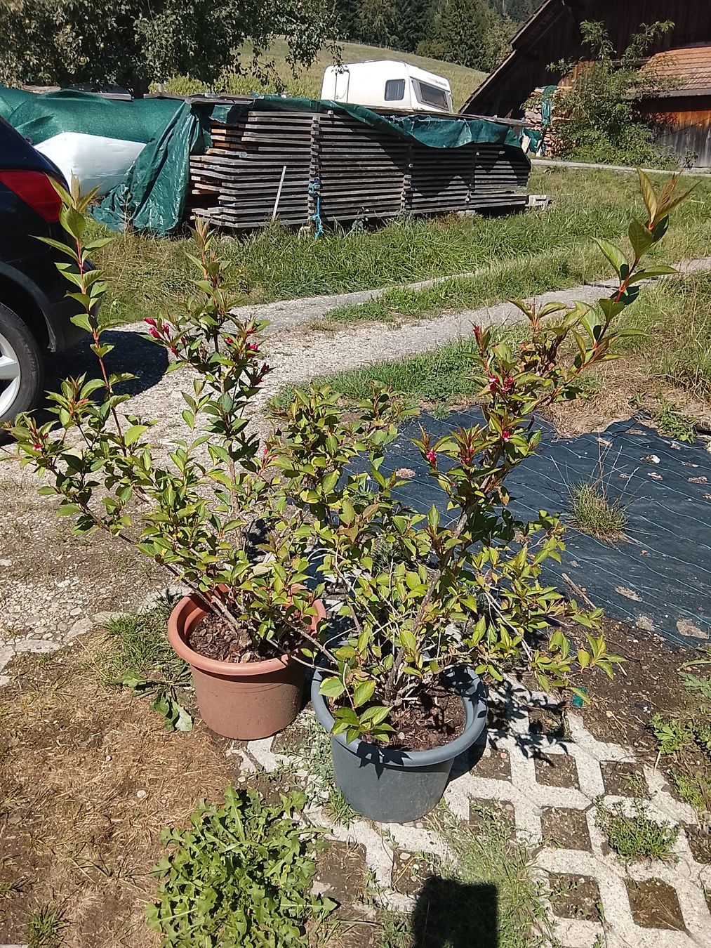 Plantes & graines: Weigelie 'Bristol Ruby' - Weigela - 2 Pflanzen – Neuf avec emballage d'origine à Sumiswald par Cham14558
