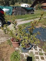 Weigelie 'Bristol Ruby' - Weigela - 2 Pflanzen