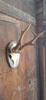 Rehgeweih auf Holzschild, Wanddekoration Jagdtrophäe