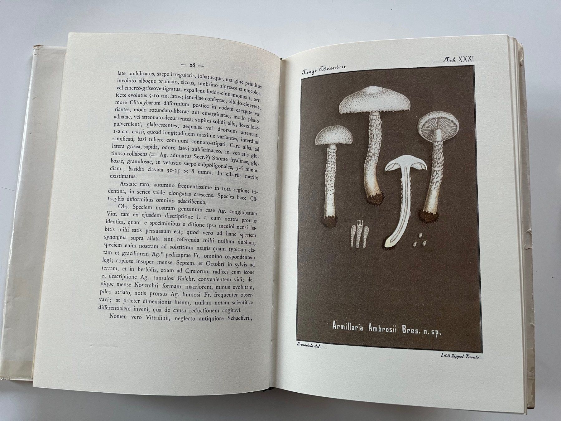 Bücher: Fungi Tridentini Giacomo Bresadola – Gebraucht aus Laufen von Nuria44 5