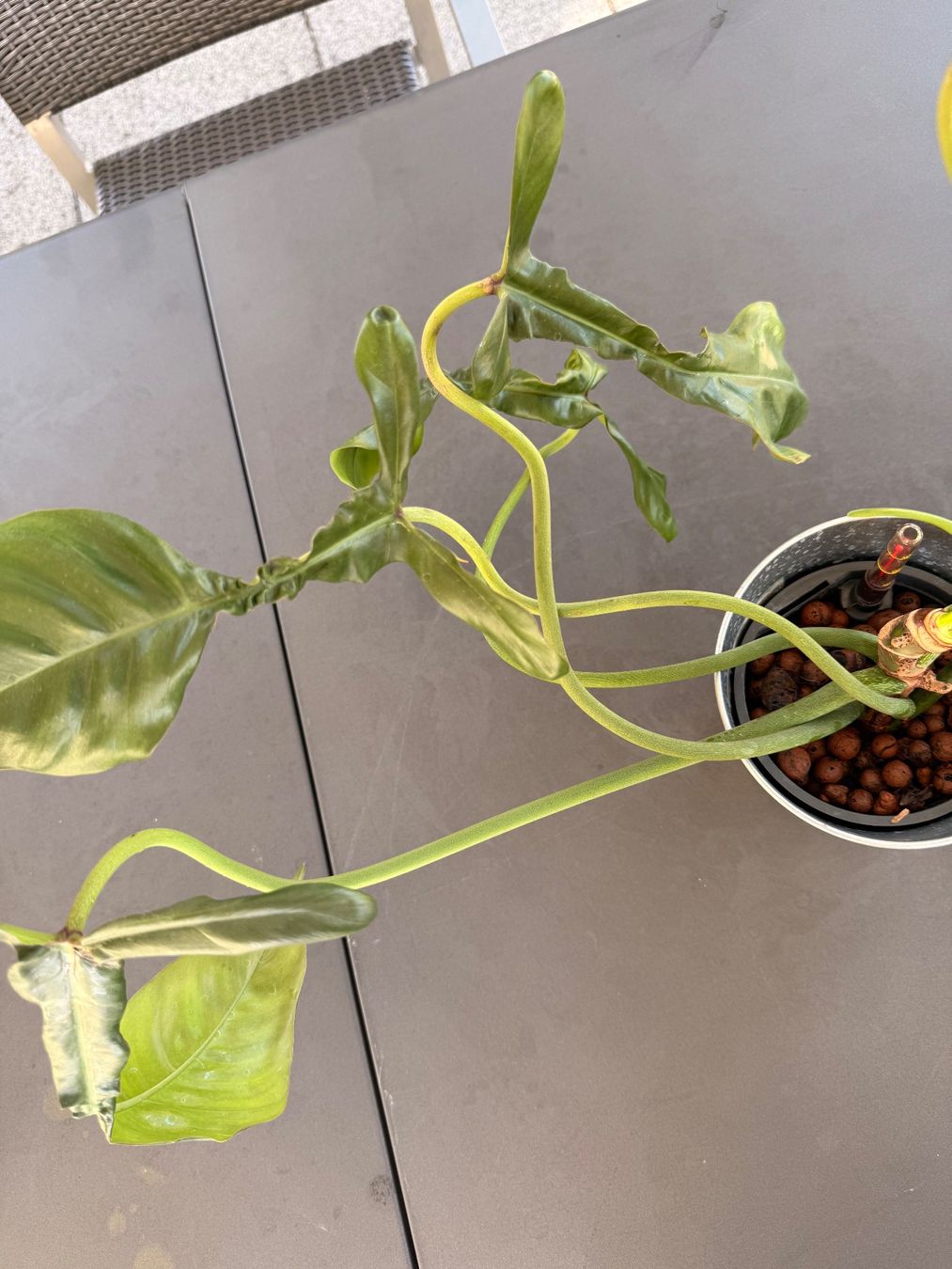 Pflanzen & Samen: Philodendron Joepii – Gebraucht aus Rafz von jca_98p5 2