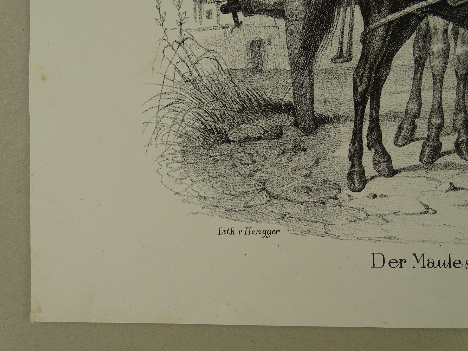 Gravures: MAULESEL, MAULTIER, LITHOGRAPHIE UM 1840 – D'occasion à Grüningen par Kartensammler 2