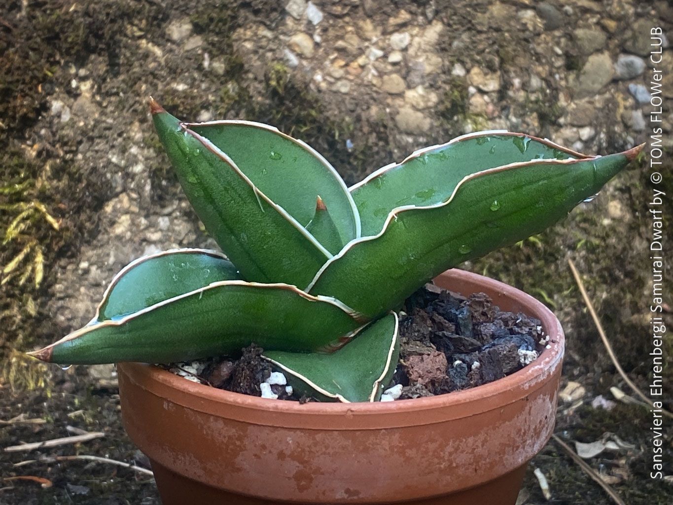 Piante & sementi: Sansevieria Ehrenbergii Samurai Dwarf - absolut robust – Nuovo e nell'imballaggio originale da Adliswil venduto da TAKEYOURPLANT 4