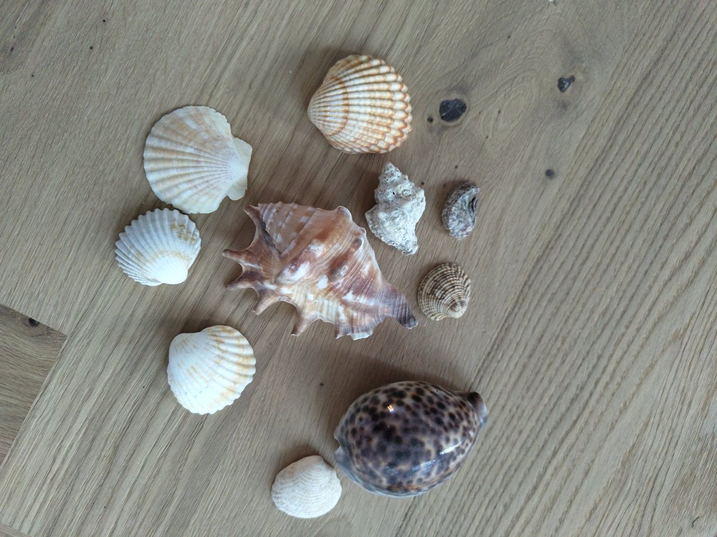 Tutte le decorazioni: maritime Deko Paket – Nuovo (secondo la descrizione) da Gams venduto da bigwolfi-schnuggel 6