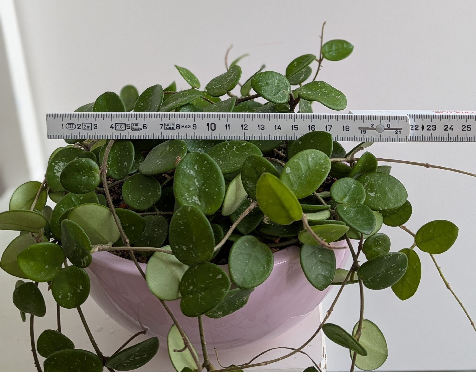 Pflanzen & Samen: Hoya Mathilde  – Gebraucht aus Comano von che_8lc2 1