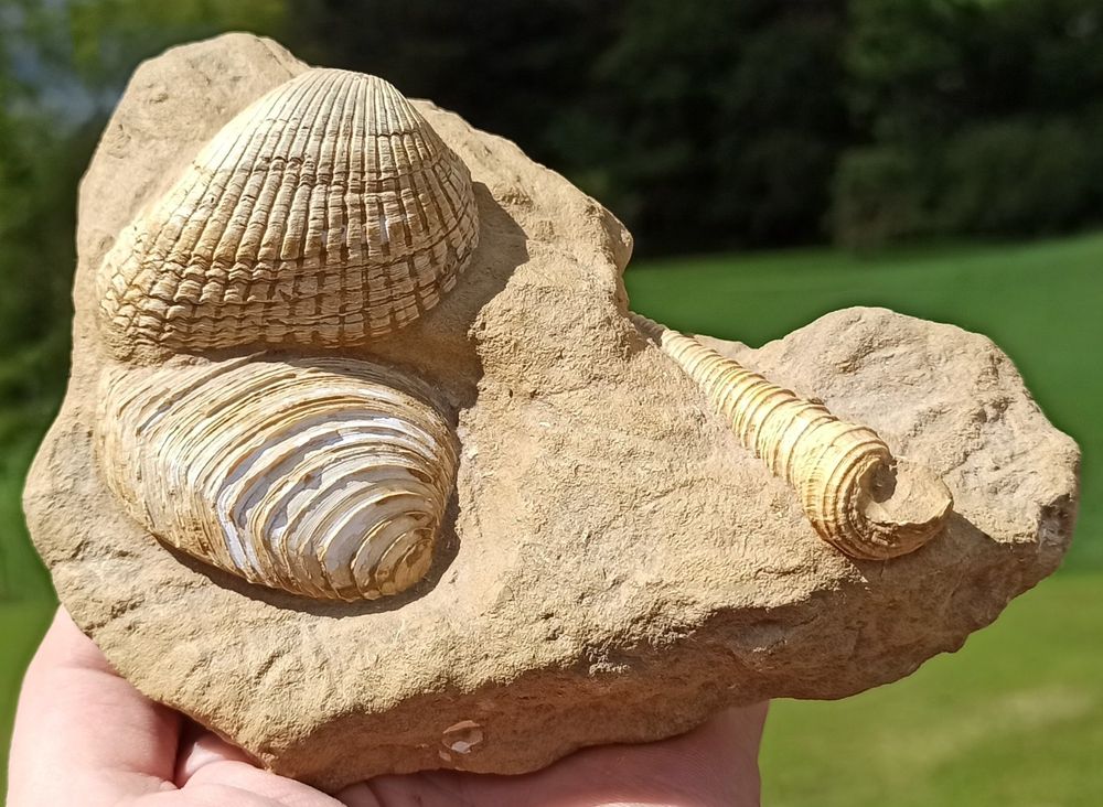 Prächtige versteinerte Muscheln (Neu (gemäss Beschreibung)) in Rheineck ...