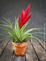 Tillandsia Mizuki - Airplant - Luftpflanze rot blühend