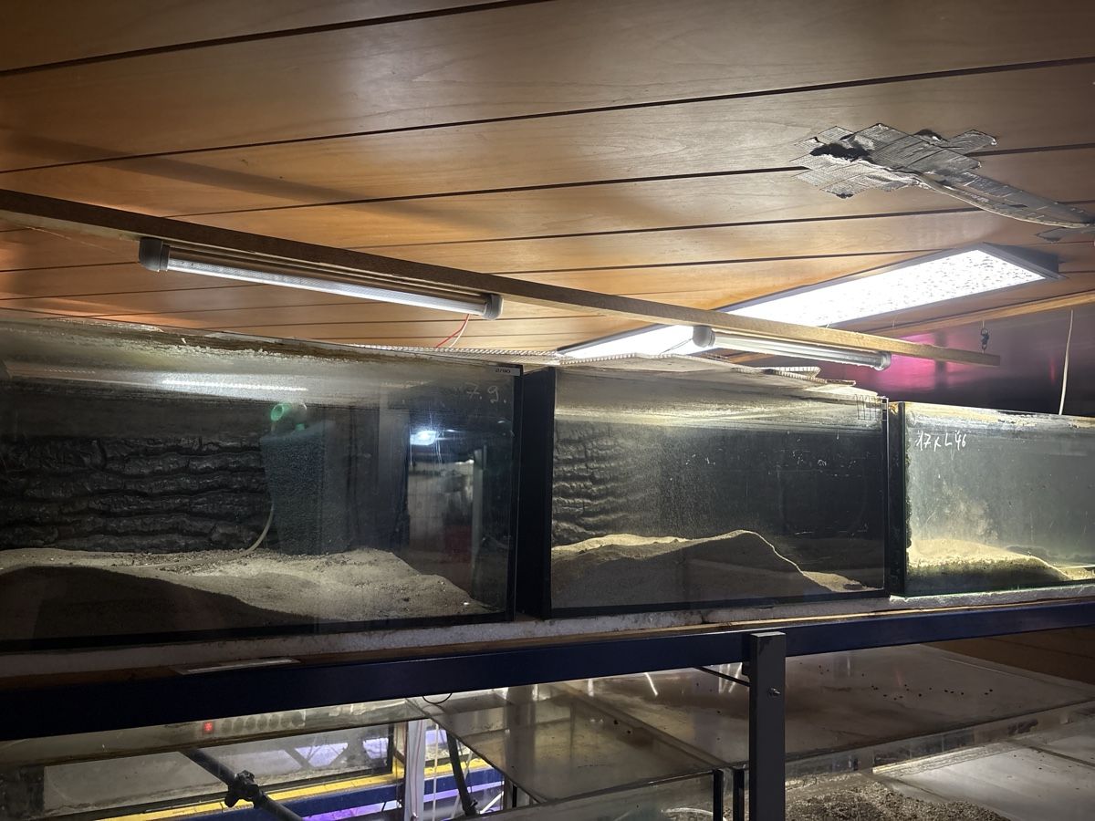 Aquarium: 5 Aquarien 60x60x30cm – Gebraucht aus Gais von Marcogais 1