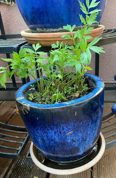 Blumentopf / Pflanzkübel blau glasiert Kaufen auf Ricardo
