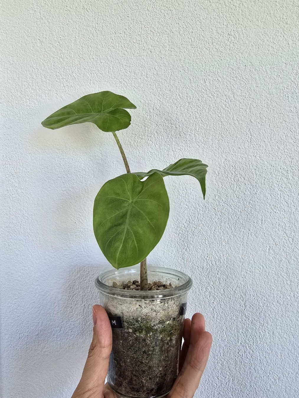 Piante & sementi: BABY Portodora Alocasia – Usato da Nidau venduto da lena_yellow 2