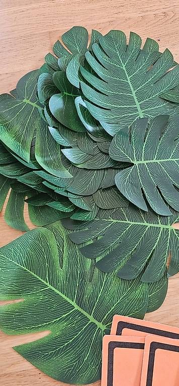 Piante & sementi: Monstera Dekoblätter – Usato da Rickenbach LU venduto da jess8421