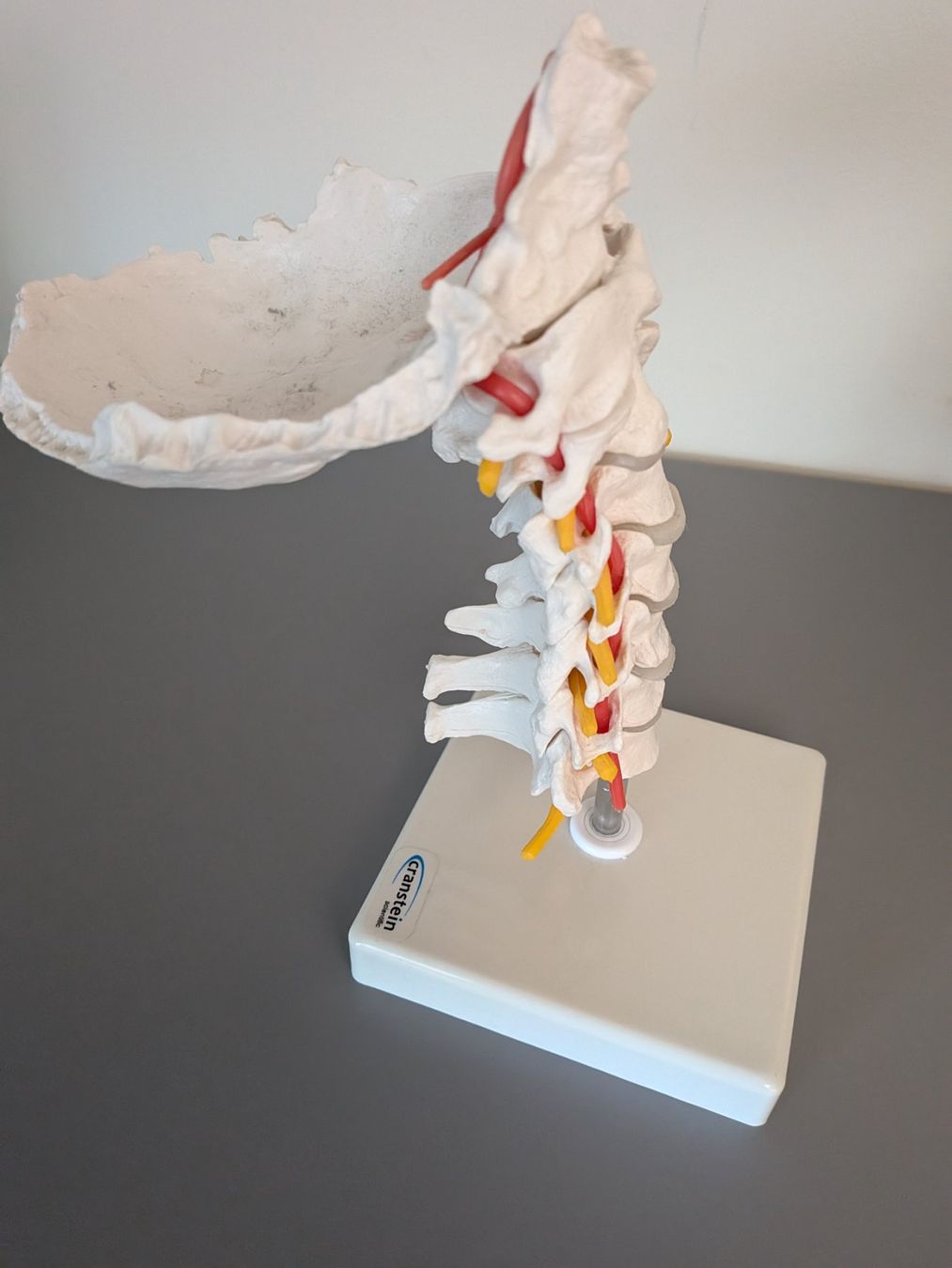 Modellbausätze & Standmodelle: Anatomisches Modell – Gebraucht aus Gonten von Tierliebe13 3