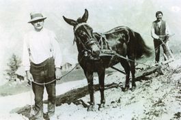 Visperterminen  VS  -  Pflügen mit Maultier    anno 1 9 1 4