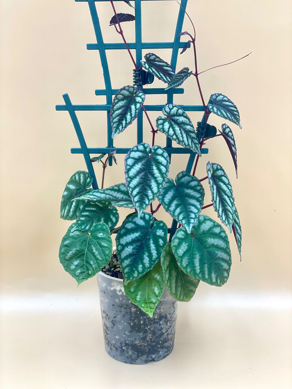 Pflanzen & Samen: Cissus discolor – Neu (gemäss Beschreibung) aus Zürich von Leafscape