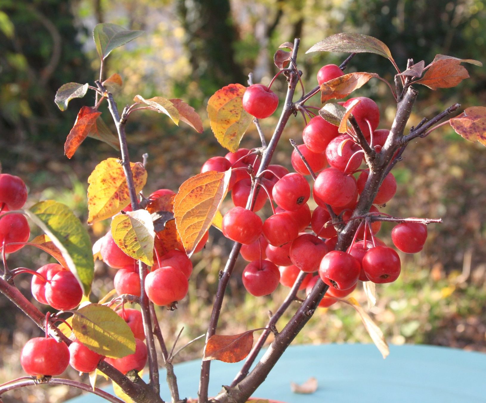 Piante & sementi: BONSAI  -  Zierapfel – Usato da Gretzenbach venduto da Sikim 4