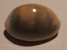 EINZIGARTIGE CYPRAEA ANNULUS,MUSCHEL,20,5 MM,BLAU/GRAU/GELB