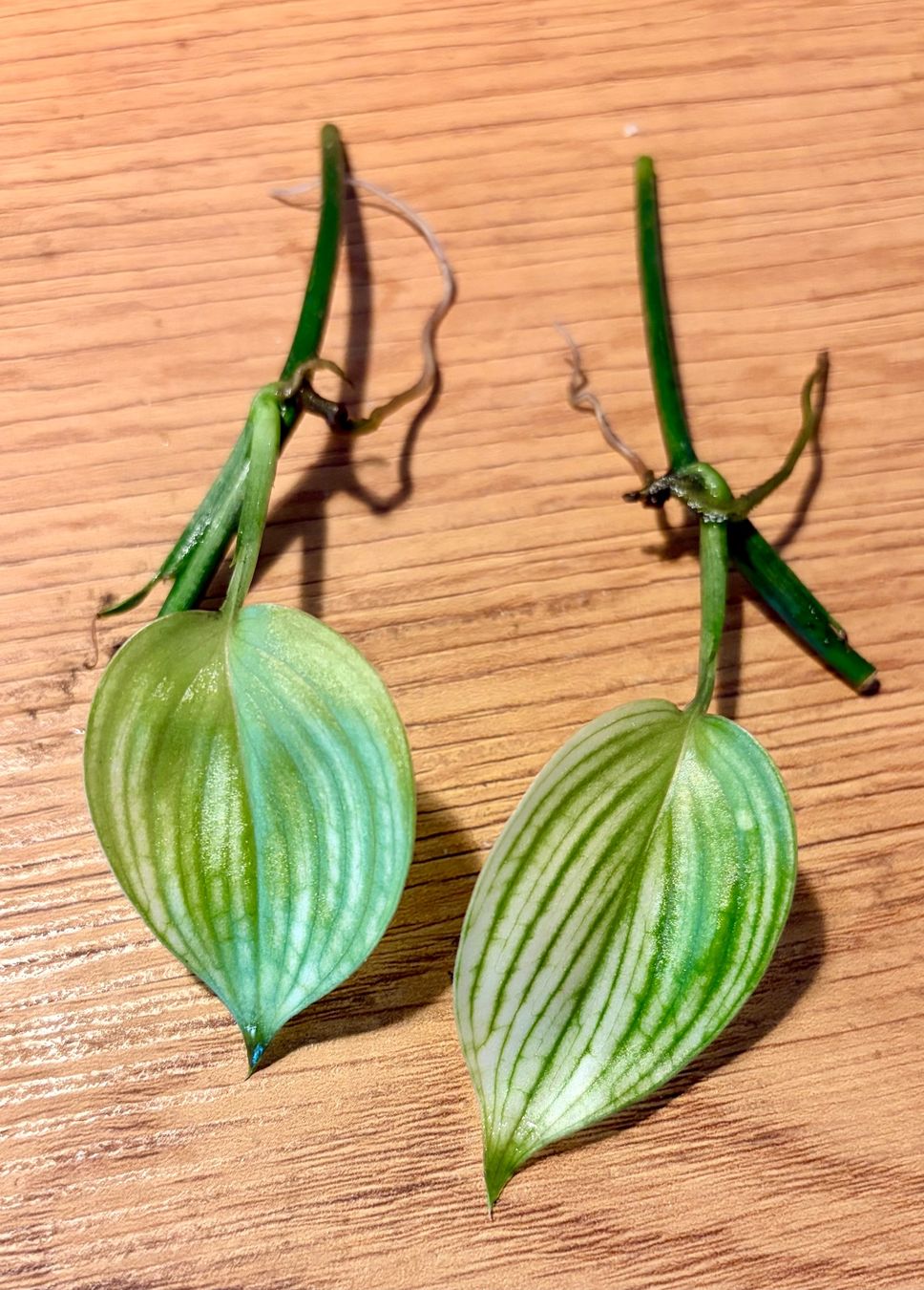 Piante & sementi: Scindapsus White Monster – Usato da Kaiseraugst venduto da dka_b97z 1