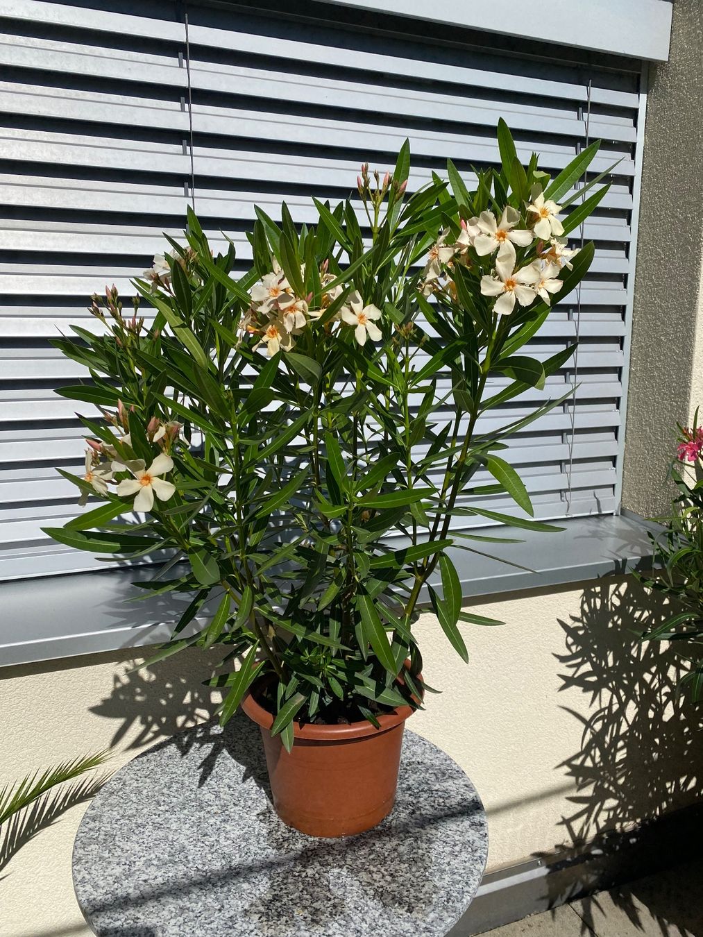Plantes & graines: Oleander gelb, Höhe 100 cm – Neuf (Voir description) à Alchenflüh par smart-