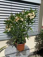 Oleander gelb, Höhe 100 cm