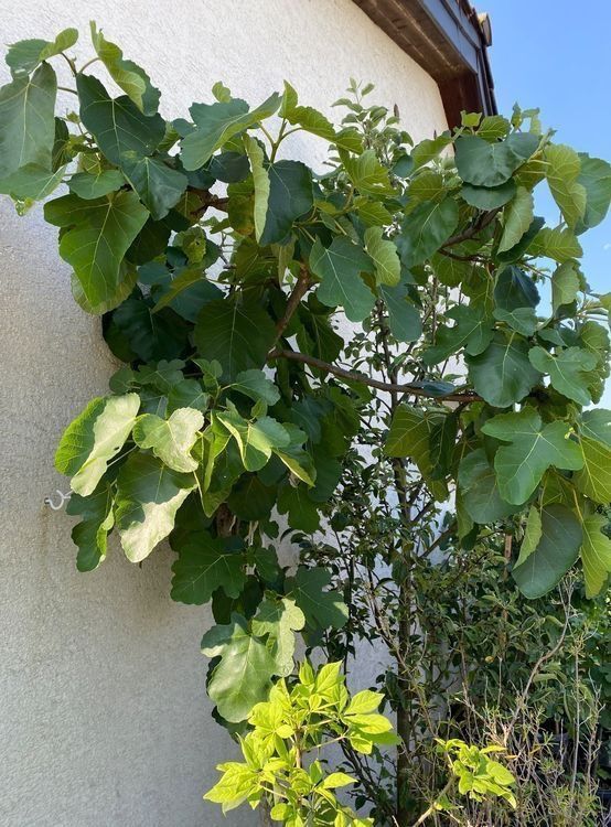 Piante & sementi: Feige Feigenbaum ficus Baum Blumen Pflanzen – Usato da Dottikon venduto da 6571 4