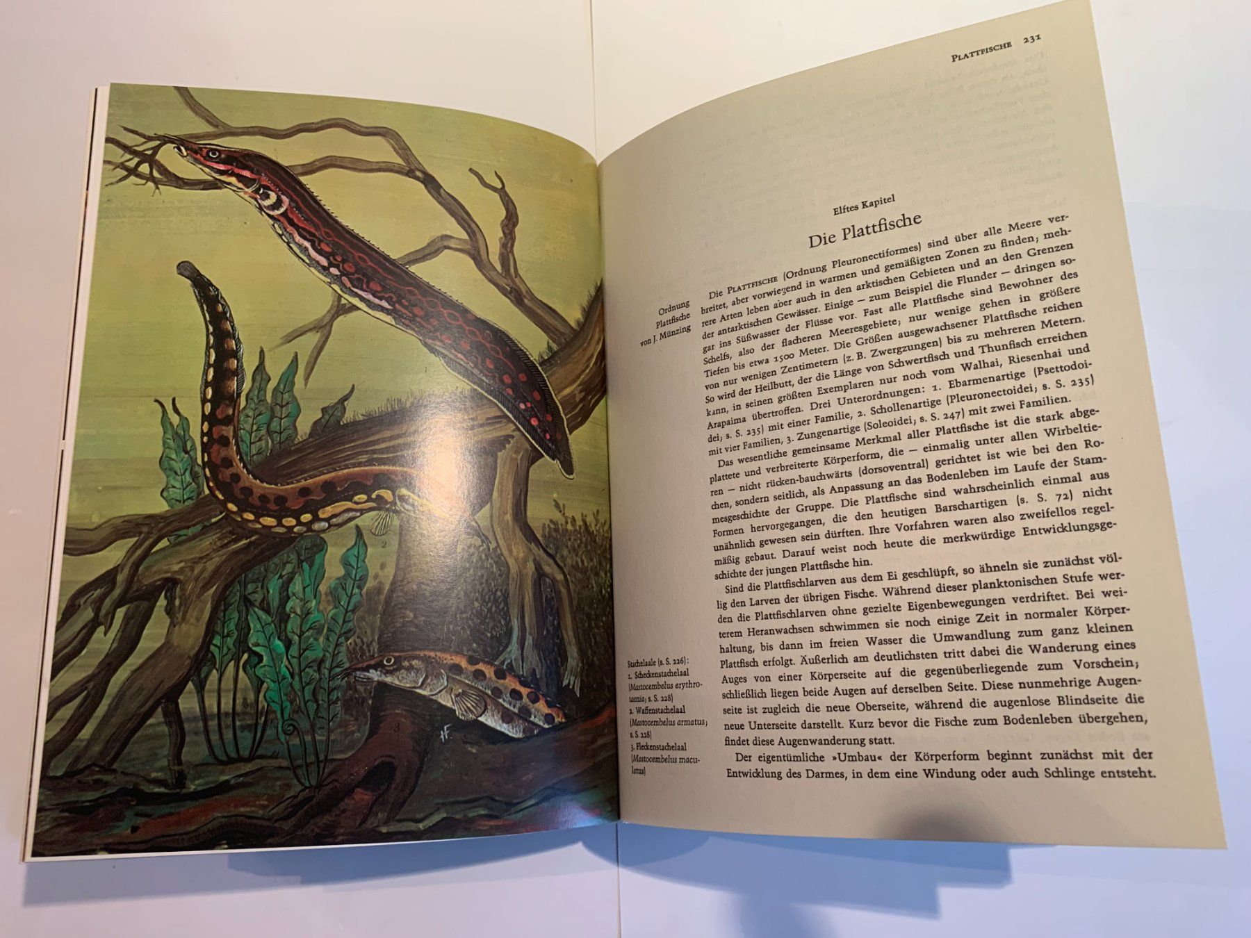Libri: Grzimeks Tierleben = Büchersammlung – Usato da Sarmenstorf venduto da habasa 8