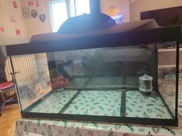 Aquarium mit Filter und Dekoration