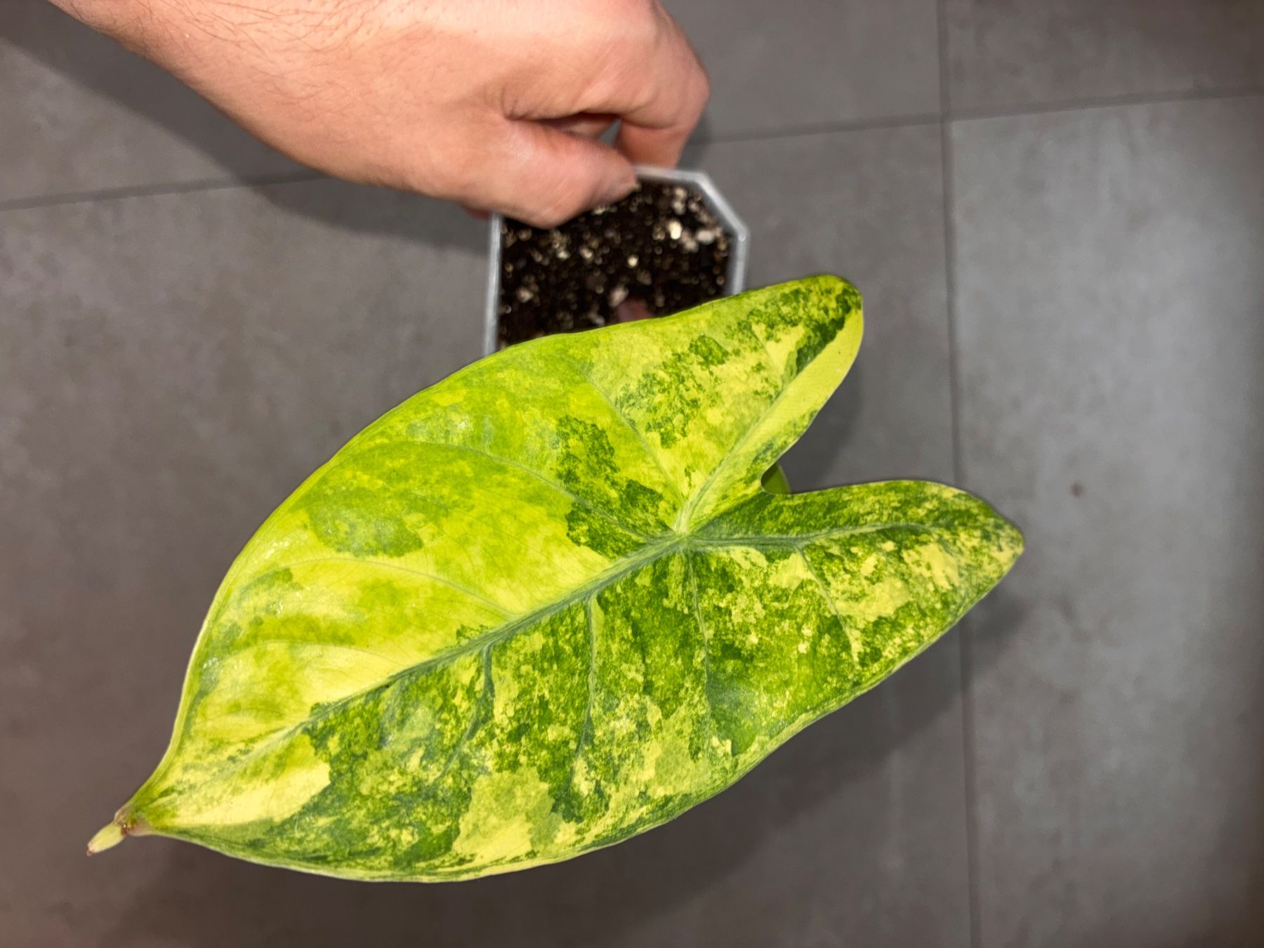 Piante & sementi: Alocasia Pink Dragon Aurea – Usato da Alchenflüh venduto da Timmmsen 3