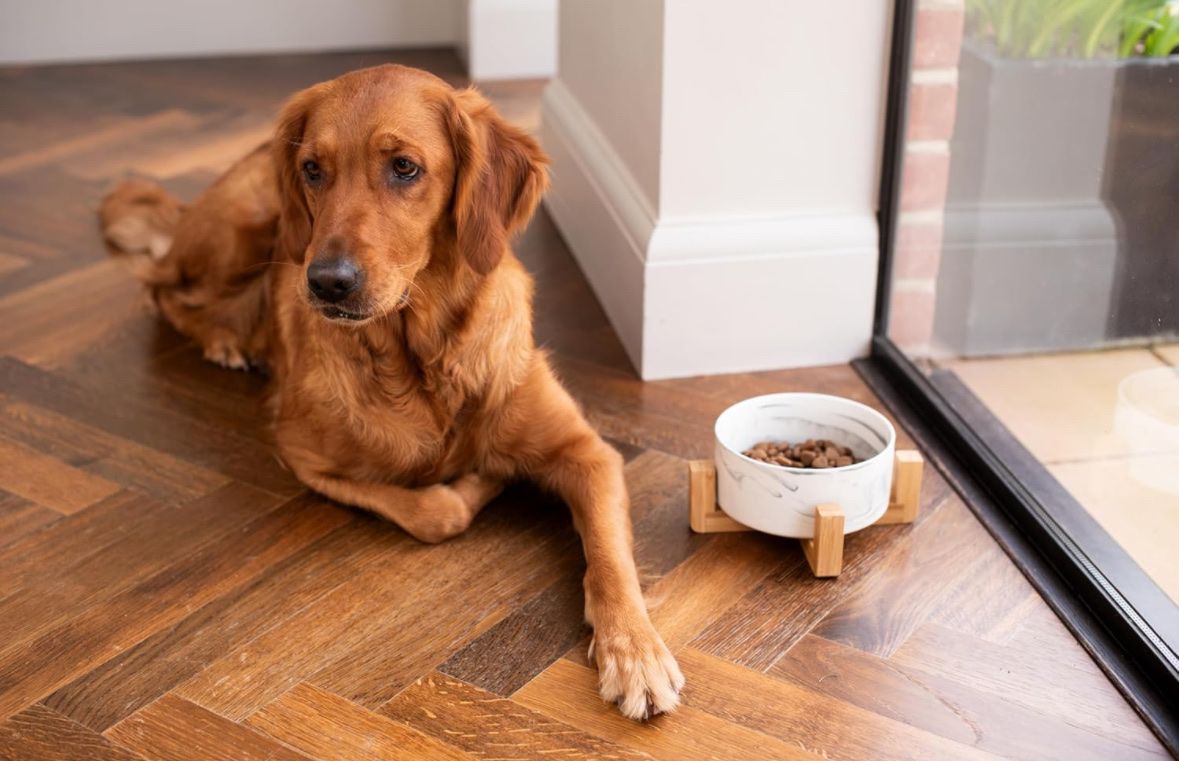 Ciotole: Futter-/Wassernapf Keramik mit Bambusständer Hunde & Katze – Nuovo (secondo la descrizione) da Frauenfeld venduto da Vanityroom 1