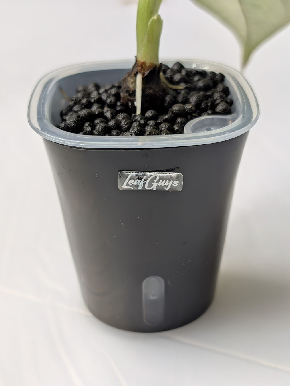 Piante & sementi: 🌱 Alocasia Nebula Aurea – Nuovo (secondo la descrizione) da Frauenfeld venduto da pakFINDS 3