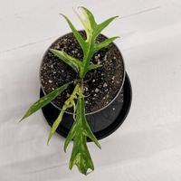 Philodendron Tortum Variegata - Rarität