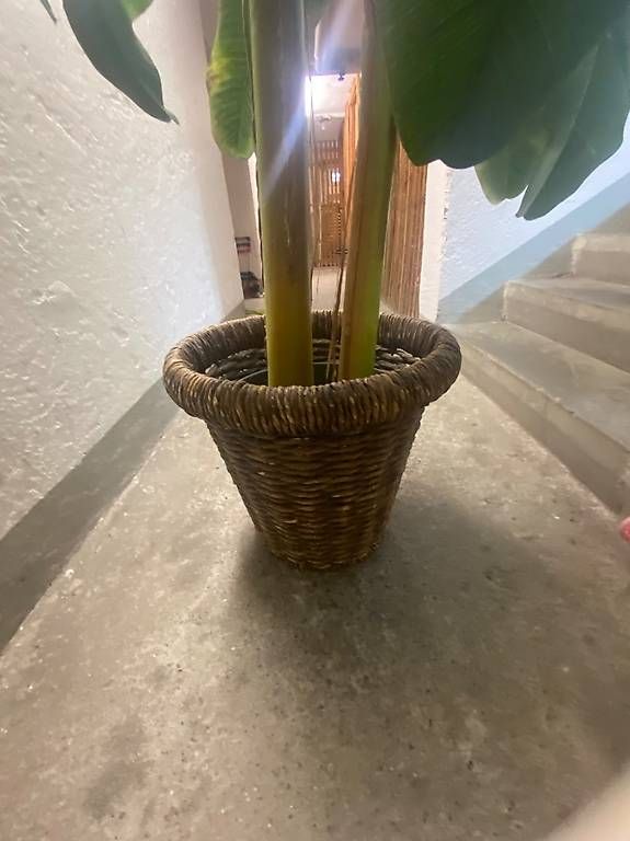 Tutte le decorazioni: Schöner künstlicher Bananenbaum – Usato da Zürich venduto da DiCantina 1