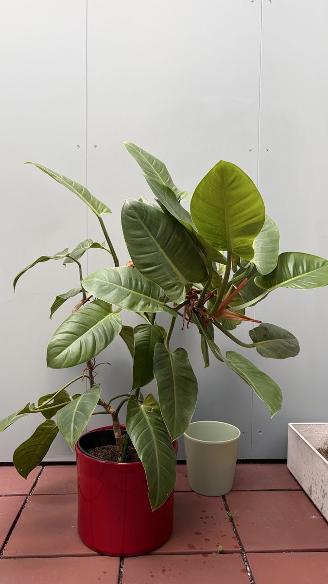 Plantes & graines: Grosser Philodendron, Pflanze – D'occasion à Zürich par BReuse