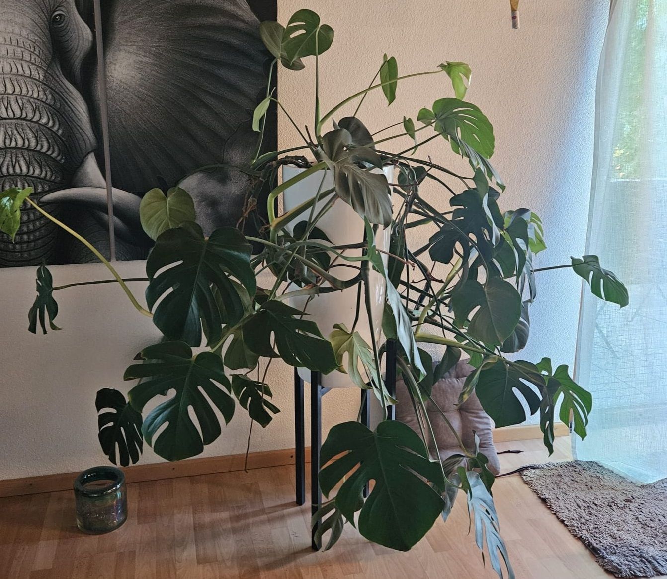 Piante & sementi: Monstera Deliciosa Zimmerpflanze gross – Usato da Birr venduto da oro2000 1