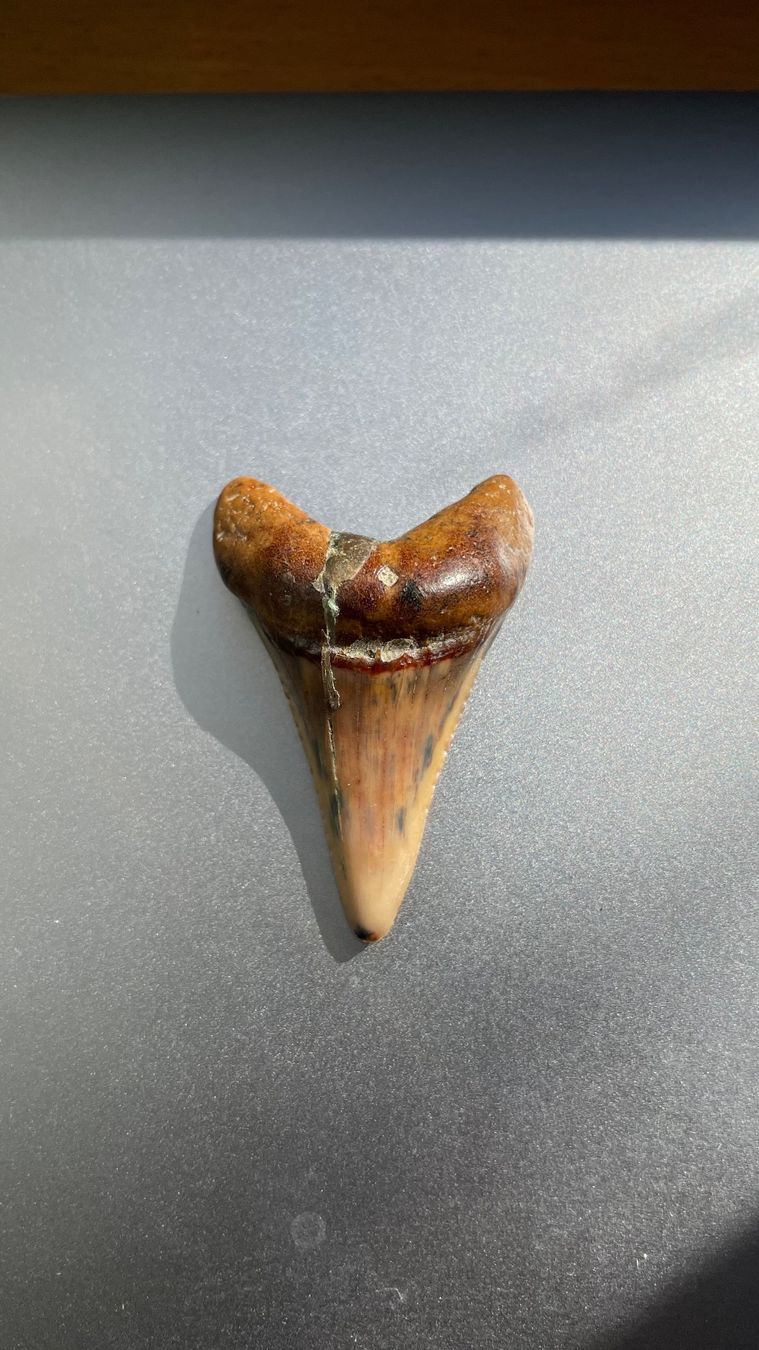 Fossilien: Haifischzahn – Gebraucht aus Hinwil von dadalina76 1
