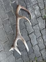 Geweih Hirsch natur Dekoration Fundzustand 1 Stück