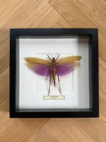 Gerahmtes Insektenpräparat Titanacris albipes aus Peru