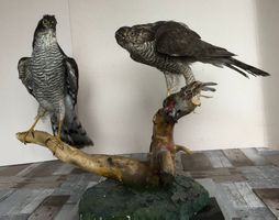 Präpariertes ausgestopftes Sperberpaar mit Sperling als Fang