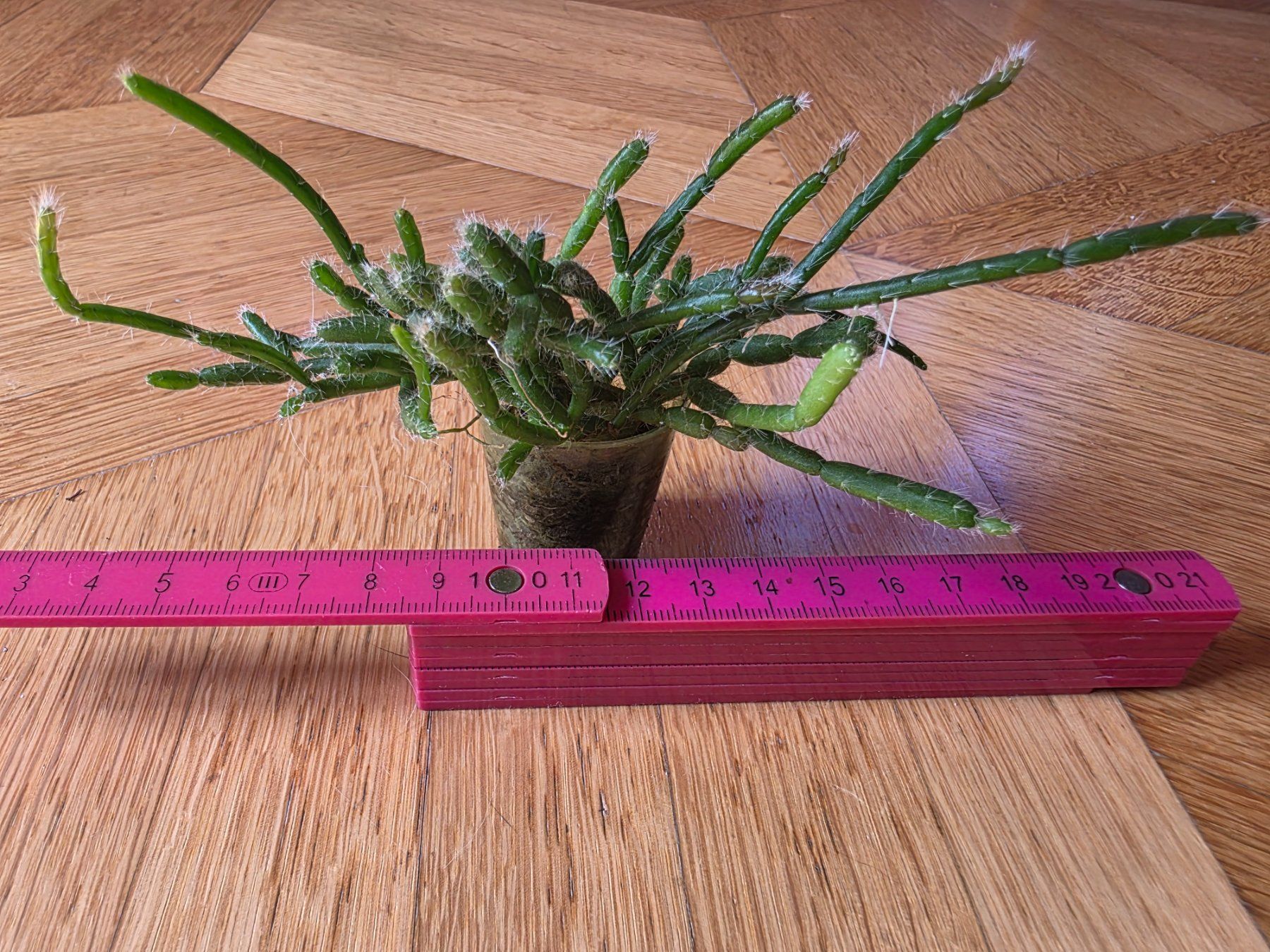Piante & sementi: Rhipsalis baccifera / Korallenkaktus – Nuovo (secondo la descrizione) da Thalheim venduto da silvara01