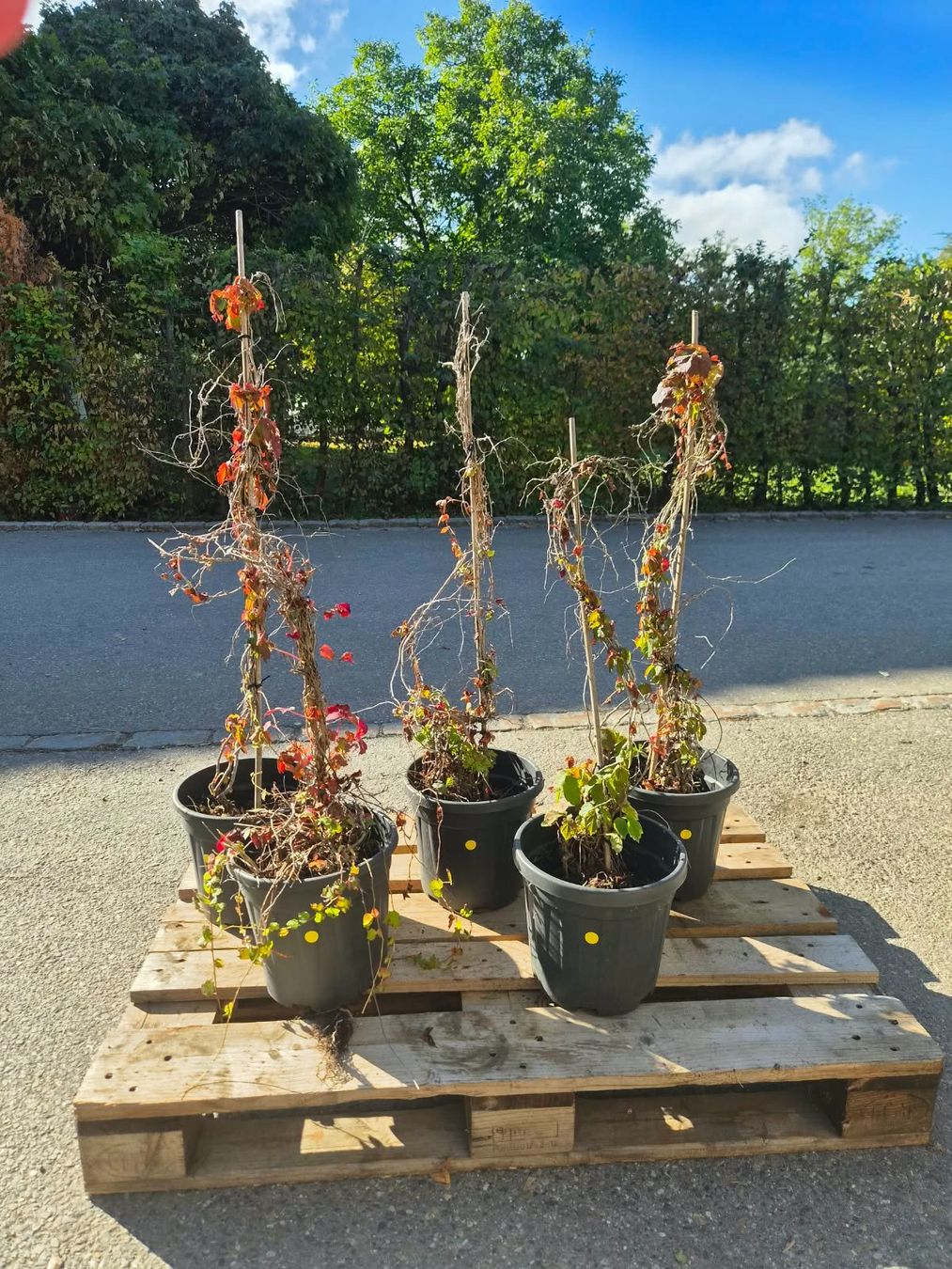 Pflanzen & Samen: 5x Wilder Wein Veitchii – Neu (gemäss Beschreibung) aus Forch von WeberC 1