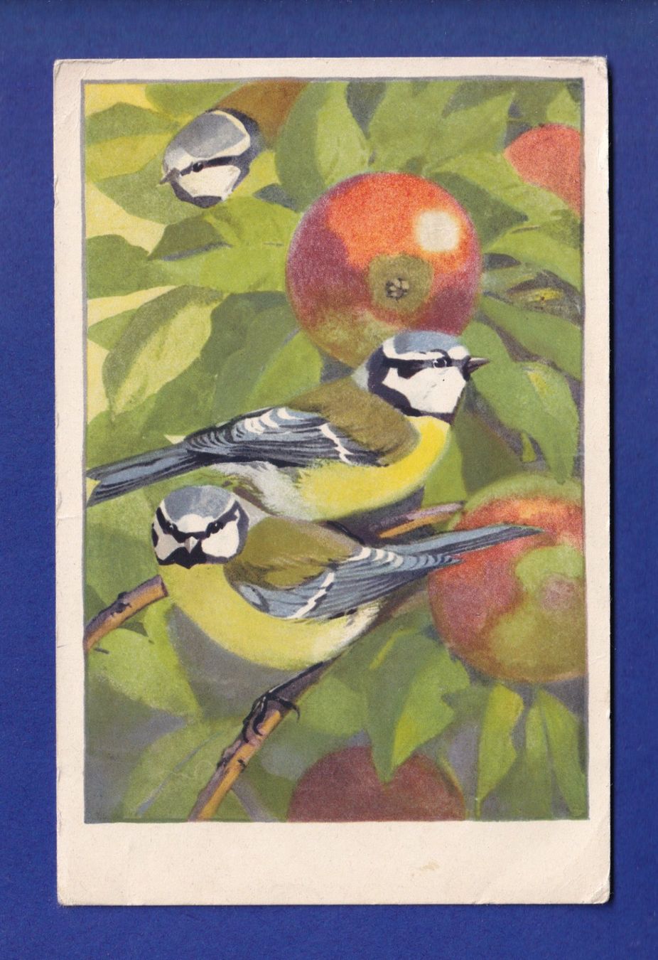 Cartes postales: OISEAU - Mésanges – D'occasion à Pully par nicecards-shop