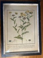 Bild Plante medicinale de la France mit Rahmen Holz neu