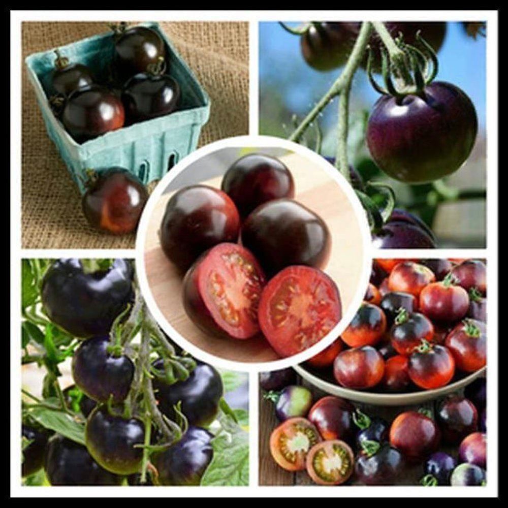 Piante & sementi: 50 Samen schwarze Tomate INDIGO ROSE – Nuovo (secondo la descrizione) da Ehrendingen venduto da VerveinaSamen 2