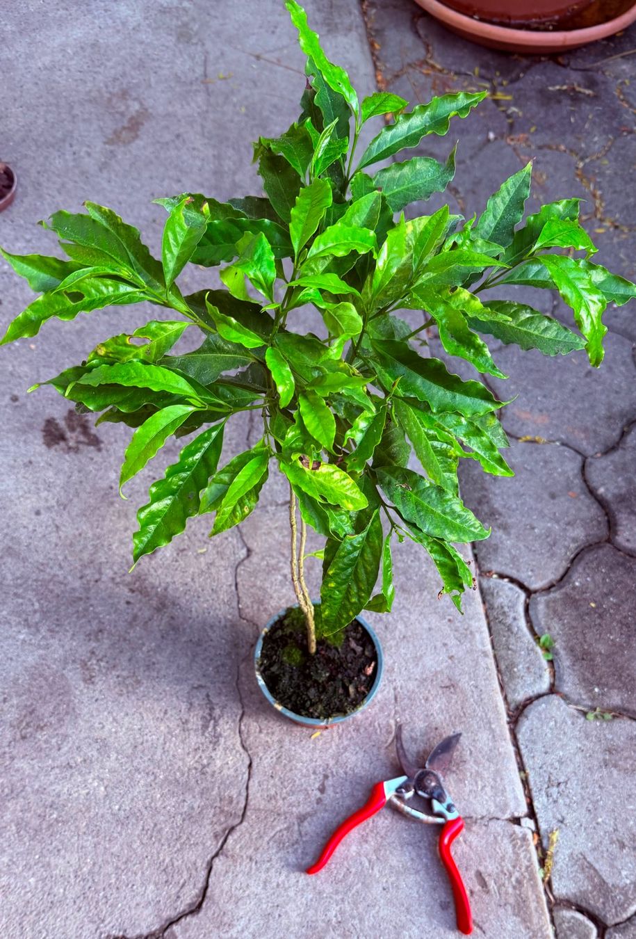 Piante & sementi: Kaffee - eine grosse Pflanze! – Nuovo (secondo la descrizione) da Steffisburg venduto da Petroselium