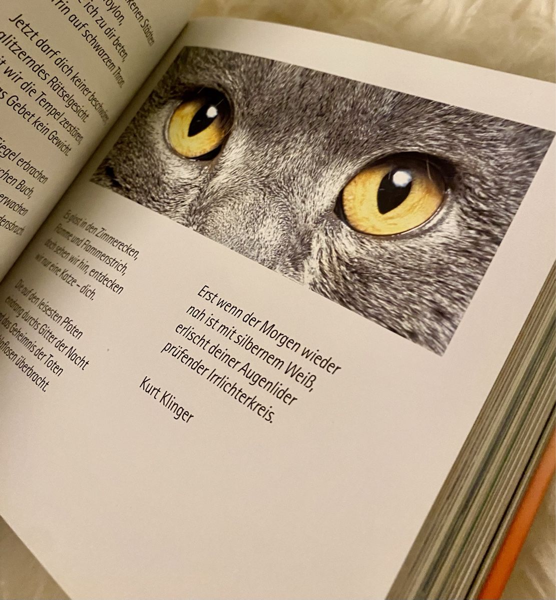 Libri: Bilder Buch Katzenrassen – Nuovo (secondo la descrizione) da Lyss venduto da Sibella56 4